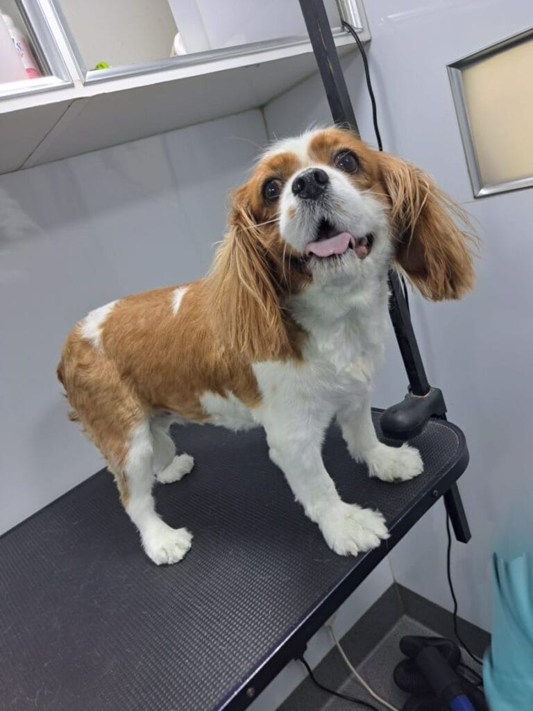 groomer for golden retriever dog in dubai