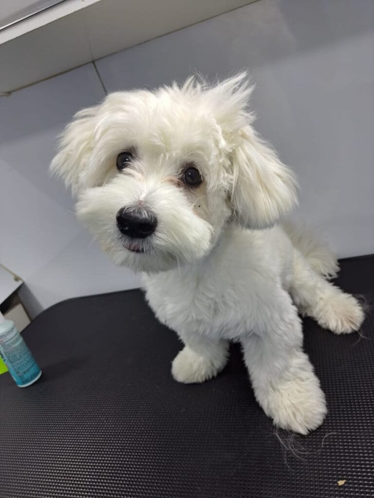 golden retriever Dog grooming