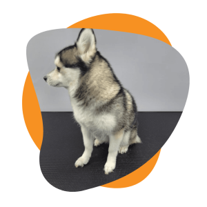 best dog groomer shop in dubai