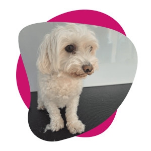 best dog groomer shop in dubai