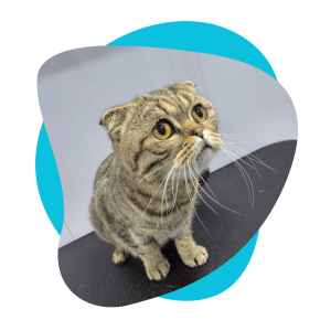 best cat groomer shop in dubai