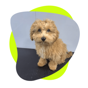 best dog groomer shop in dubai